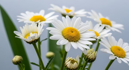 Closeup of white daisies with yellow centers in bloom