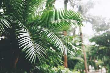 Lush palm fronds in a tropical garden