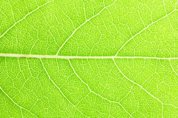 Obraz premium Close-up view of a vibrant green leaf's intricate vein structure (5)