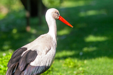 Cigogne blanche - Ciconia ciconia - dans le feuillage