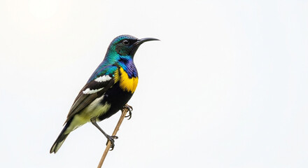 Obraz premium blue tit perched on a branch