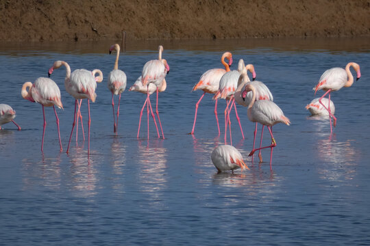 Flamingos standing in water with yellow and black wooden structure in background
