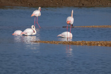 Naklejka premium Flamingos standing in water with yellow and black wooden structure in background