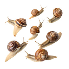 Group of Garden Snails in Motion CloseUp View Isolated on transparent background