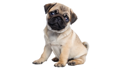 Adorable Pug Puppy Sitting and Looking Curious Against  On a transparent background