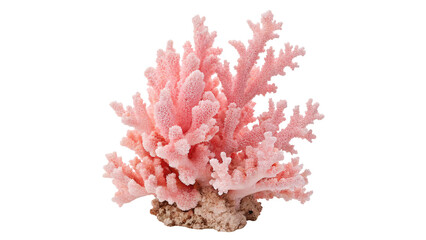 Pink Coral Showcasing Natural Marine Underwater Beauty On a transparent background