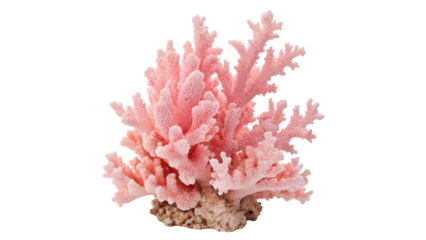 Pink Coral Showcasing Natural Marine Underwater Beauty On a transparent background