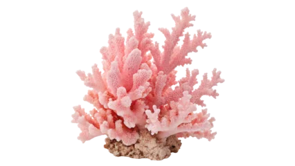Fotobehang Koraaldieren Pink Coral Showcasing Natural Marine Underwater Beauty On a transparent background  © Anatoli