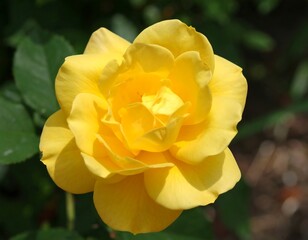Close-up of a vibrant yellow rose