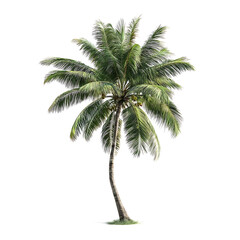 Obraz premium Realistic Leaning Coconut Palm Tree Isolated on Transparent Background