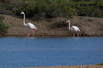 Flamingos standing in water with yellow and black wooden structure in background