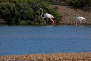 Flamingos standing in water with yellow and black wooden structure in background