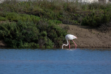 Flamingos standing in water with yellow and black wooden structure in background