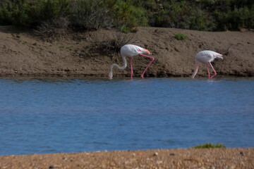 Flamingos standing in water with yellow and black wooden structure in background