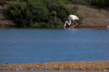 Flamingos standing in water with yellow and black wooden structure in background