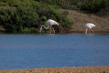 Flamingos standing in water with yellow and black wooden structure in background