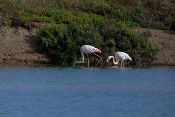 Flamingos standing in water with yellow and black wooden structure in background