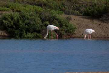 Flamingos standing in water with yellow and black wooden structure in background
