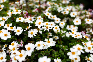 Blooming white daisies in a vibrant garden setting