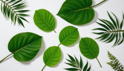 flat lay of tropical green leaves on a white background with soft shadows, natural design element, botanical background, top view.