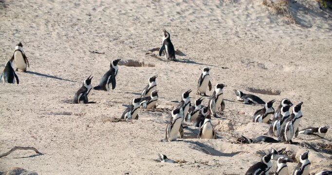 African penguins nest in natural burrows dug in coastal sand dunes at Boulders Beach in South Africa. Wildlife birds nesting behavior and environment during breeding season. 4K wide static video