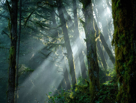 Sunlight filtering through misty forest trees with green moss