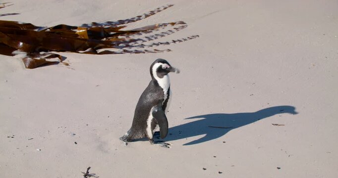 African penguin grooms its feathers while standing on sand with by ocean seaweed. Filmed at Boulders Beach, South Africa, wildlife video captures detailed natural self-care behavior. 4K medium shot