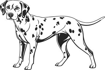 High resolution full body illustration of a Dalmatian