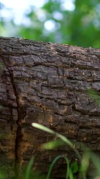 A stack of wooden logs sits amidst a lush forest, surrounded by tall trees and green grass. The blue sky above is dotted with fluffy white clouds. High quality 4k footage