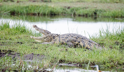 Crocodile basking in the Okavango delta Botswana