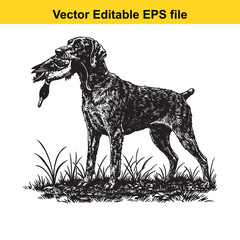 German Wirehaired Pointer Vintage Black & White Hunting Dog Illustration with Muller Duck – Standing, Jumping, and Hunting Pose