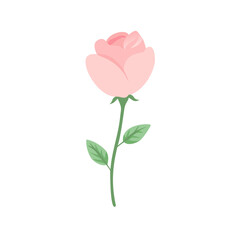 Fototapeta premium pink rose isolated on white