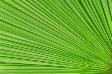 Close-up of vibrant green palm frond veins (2)