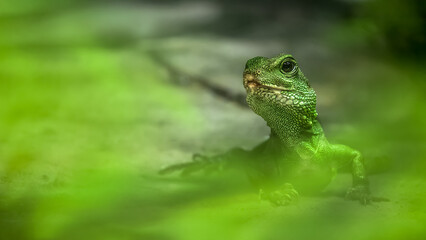 Dragon d'Eau Australien dans un vivarium. Physignathus cocincinus, L'île aux Serpents, La Trimouille, Vienne 86, région Nouvelle-Aquitaine, France, European Union, Europe