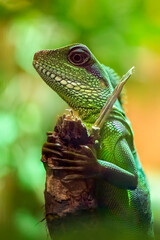 Portrait of a Asian Water Dragon on a branch in a vivarium. Physignathus cocincinus, Aquarium de Touraine, Touraine, Indre et Loire 37, région Centre Val de Loire, France, European Union, Europe