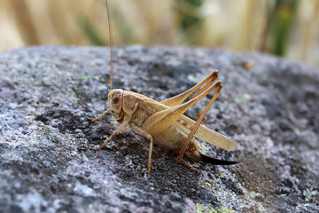 grasshopper standing on a rock