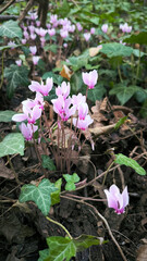 purple cyclamen flowers blooming in the forest