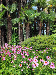 park with tall palm trees and blooming echinacea flowers 