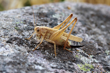 grasshopper standing on a rock