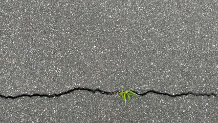 Obraz premium Top view of cracked asphalt with green grass sprouting through urban pavement horizontal background texture