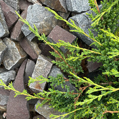 Close-Up of green juniper branches lying on rough granite rocks natural texture contrast for...