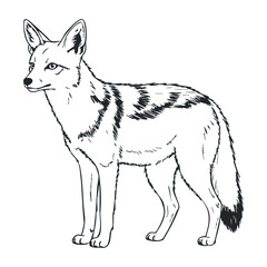 Detailed black and white fox outline. Vector illustration