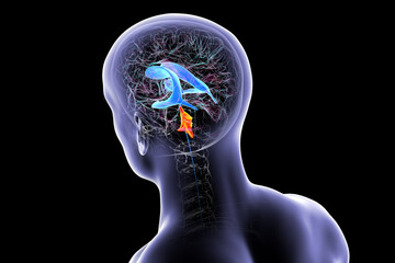 Fourth ventricle of human brain, 3D illustration