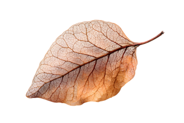 Detailed texture of a dry brown leaf skeleton isolated on transparent background