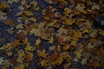 Colorful autumn leaves scattered on cobblestone path create a picturesque scene in a quiet park during late afternoon