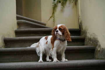 Cavalier King Charles Spaniel stands proudly on stone stairs in a charming outdoor setting