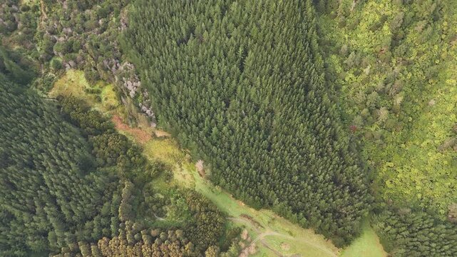 Dense green pine forest covering rolling hills near Picton, South Island of New Zealand, small stream in valley. Aerial top-down pov