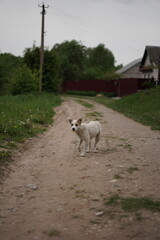 Lonely white dog standing on a dirt path near houses in a quiet rural area on an overcast day