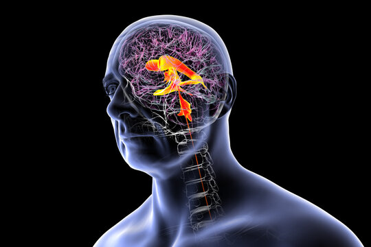 Ventricular system of the brain, 3D illustration