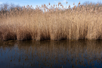 Soft light falls on a dense patch of reeds over water, showcasing subtle contrasts in hue and texture, evoking quietude in an untouched natural reserve.